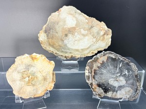 lot 92 image: Petrified Wood Slabs Lot of 3   Total Weight 700 gm.  1 lb. 8.6 oz.