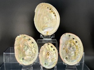 lot 99 image: Abalone Shells Lot of 4 These large, natural shells are a perfect vessel for displaying your crystals or holding smudge sticks.