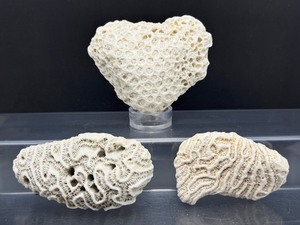 lot 144 image: Coral Lot of 3 one natural coral, 2 brain coral  Total Weight 449 gm.  15.8 oz.