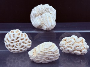 lot 111 image: Various Types of Coral Lot of 4  Total Weight 301 gm.  10.6 oz.