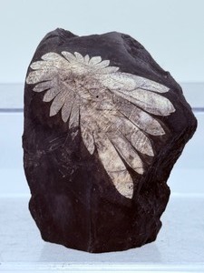 lot 20 image: Uncommon Impressive Chrysanthemum Stone 324 gm  11.4oz. Rare viety of partially silicified limestone. The formation of perfect petals is exceptional. Hunam, China