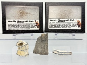 lot 33 image: Woollly mammoth Items, Lot of 5-2 Riker boxes of hair, 2 cross sections of teeth and 1 tooth segment   Woolly Mammoth is an extinct species of mammoth that lived from the middle Pleistocene until its extinction in the Holocene epoch.