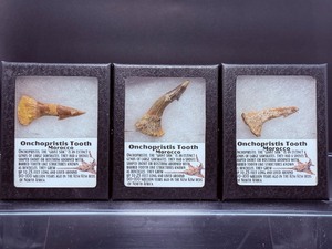 lot 152 image: Onchopristis Teeth Lot of 3 in Rikers Box