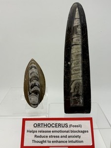 lot 40 image: Very Nice Large Standing Orthocerus and Smaller Piece that Lays Flat   757 gm  1 lb. 10.6 oz.