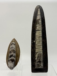 lot 40 image: Very Nice Large Standing Orthocerus and Smaller Piece that Lays Flat   757 gm  1 lb. 10.6 oz.