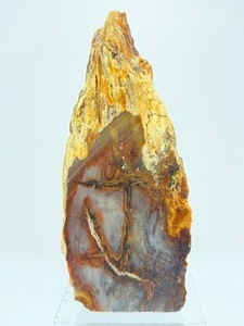 lot 13 image: Standing Petrified Wood with Beautiful Agate Inclusion 886 gm  2 lb.