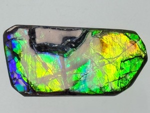 lot 5 image: Gorgeous 3 Color Ammolite Gemstone Specimen from the KORITE Ammolite Mine in Alberta, Canada 25 gm.  .4 oz. Comes with Certificate of Authenticity