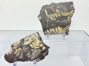 lot 221 image: Very Nice Fern Fossil Lot of 2 plates 240 gm.  8.4 oz.