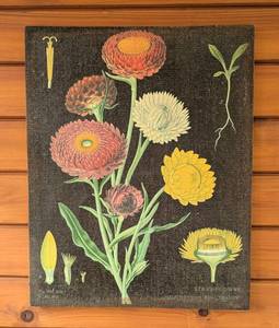 lot 133 image: P - Vintage Botanical Canvas Print of Strawflowers