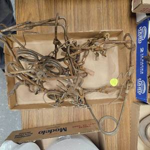 lot 259 image: 3-160 Conibear Traps