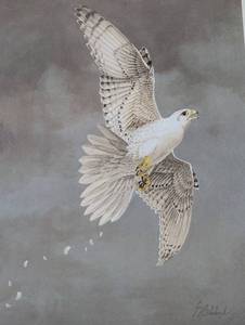 lot 16 image: White Gyrfalcon (Print only)
