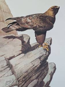 lot 17 image: Golden Eagle (Print only)