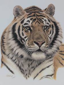 Siberian Tiger Head (Framed)