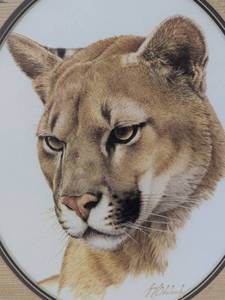 lot 11 image: Western Puma Head (Framed)
