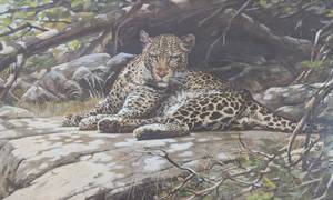 lot 13 image: Leopards Lair (Framed)