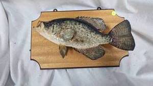 lot 91 image: Crappie Mount, Nice Conditon