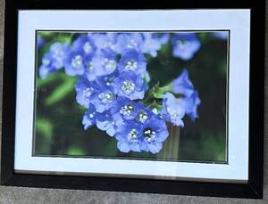 lot 92 image: Framed Floral Photograph with Blue Flowers