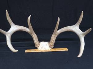 lot 3 image: DEER ANTLERS