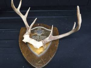 lot 24 image: ANTLERS  WOODEN TROPHY