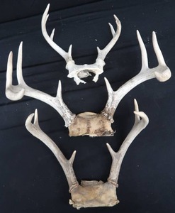 lot A8 image: ANTLERS