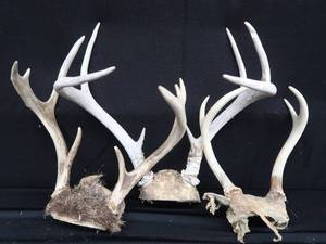 lot A10 image: ANTLERS