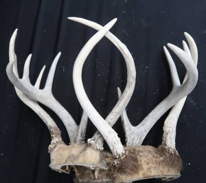 lot A12 image: ANTLERS