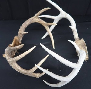 lot A15 image: ANTLERS