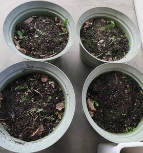 lot A14 image: 4 LARGE FLOWER POTS