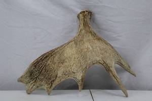 lot 125 image: Moose Antler Paddle Shed Approx. 22 Inches Wide