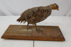 lot 220 image: Vintage Taxidermy Partridge Mount on Wooden Base