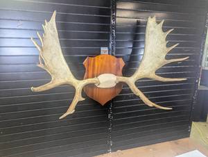 Impressive Minnesota Moose Rack!  Professionally mounted Superior Specimen, very large!
