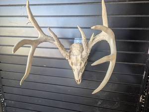 lot 10 image: Unique Deer Buck Antlers
