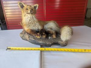 lot 12 image: Cute Red Fox Taxidermy mount - fox bedded down in a restful position