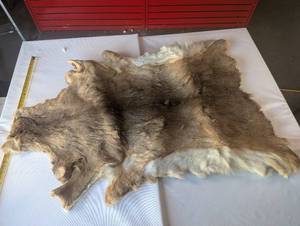 lot 7 image: Hair on tanned deer hide - nice quality