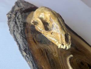 lot 14 image: Unique Raccoon Skull mount with Tail