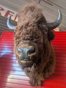 AMAZING! Incredible! Impressive!  Unique, what else can be said about this Majestic breathtaking Bison taxidermy shoulder mount! (Buffalo)