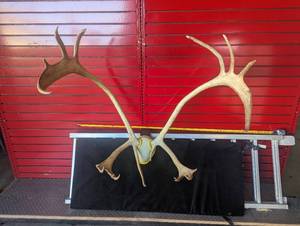 lot 26 image: Caribou Rack - HUGE  Rare find in the lower 48