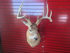 lot 18 image: Very Unique Deer Shoulder Mount