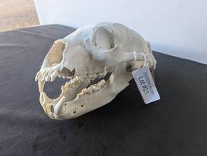 lot 21 image: Cleaned Bear Skull