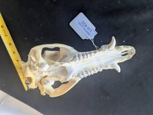 lot 20 image: Beetle cleaned Porcine Skull
