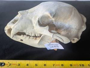 lot 19 image: Beelte cleaned full Bear Skull (Ursus americanus)