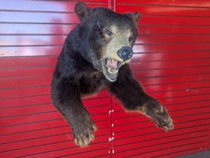 A phenomenal Black Bear taxidermy shoulder mount - a simultaneously scary but friendly addition to any room!