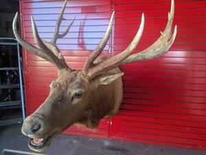 Impressive, Large Rocky Mountain Elk Shoulder Mount