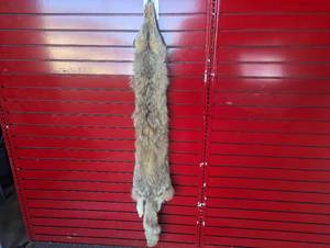 lot 17 image: Tanned Coyote Hide