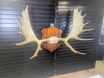 Impressive Minnesota Moose Rack!  Professionally mounted Superior Specimen, very large!