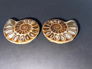 lot A-71 image: Pair of Ammonite Fossil Halves with Visible Chambers