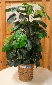 lot 133 image: decorative plant with wicker pot 40 tall