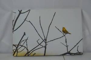 lot 82 image: Song of the Prairie Yellow Warbler Canvas Artwork