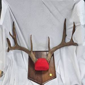 lot 111 image: Nice 9 Point Buck Rack Mount, shot in 1982