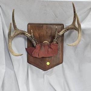 lot 112 image: 8 Point Buck Rach Mount